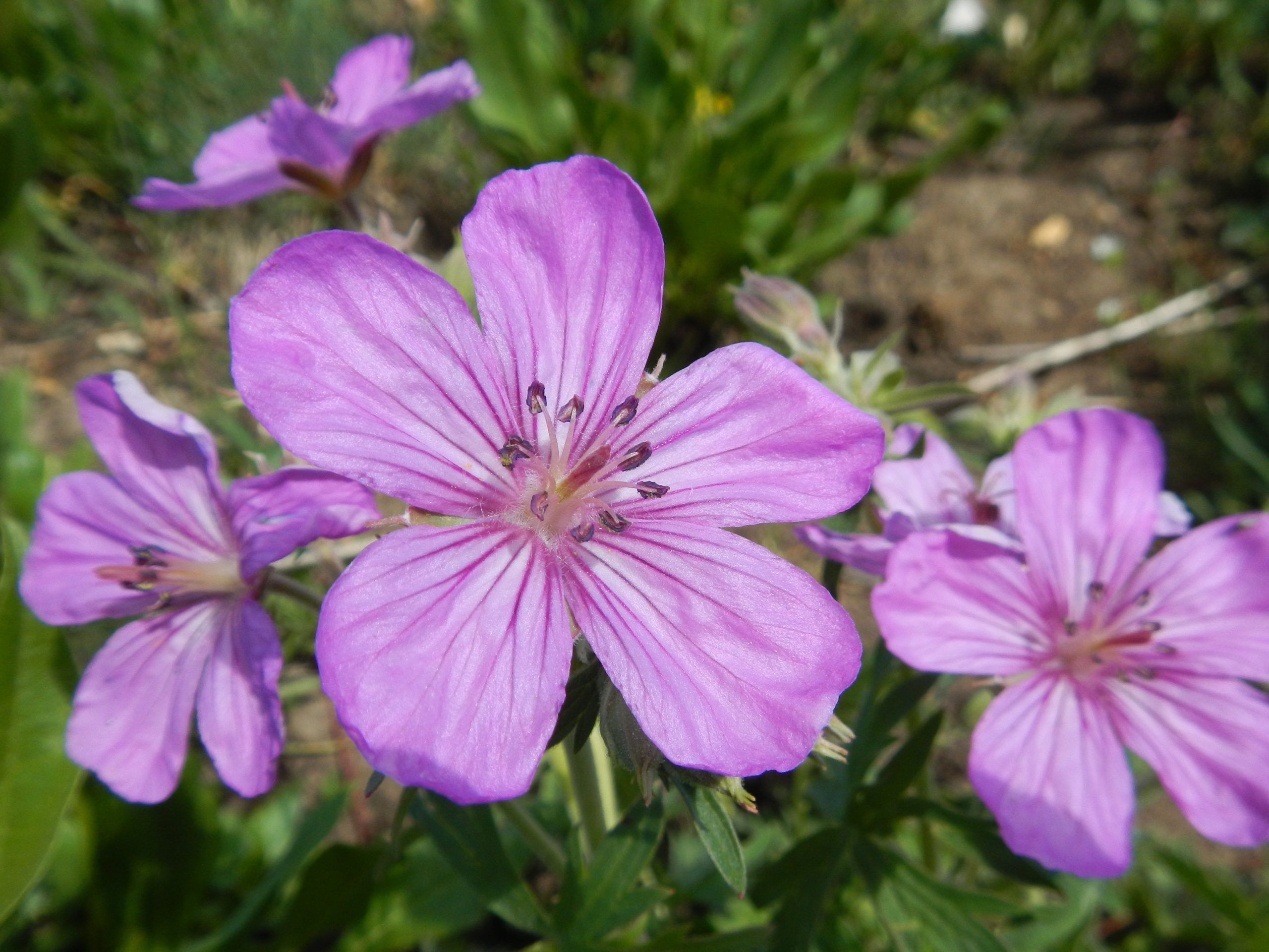 purple flowers