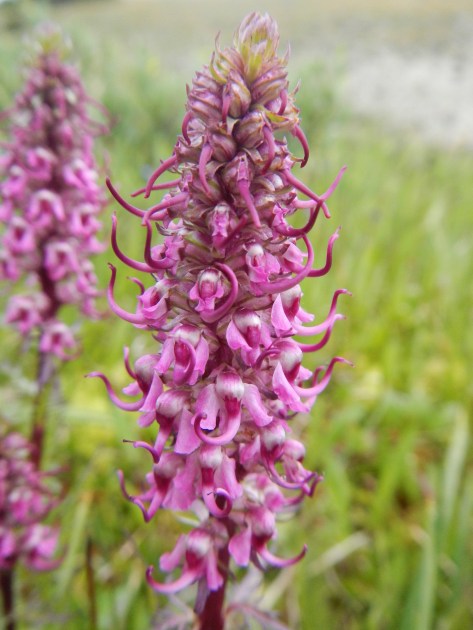 pink tubular flower with many blossoms