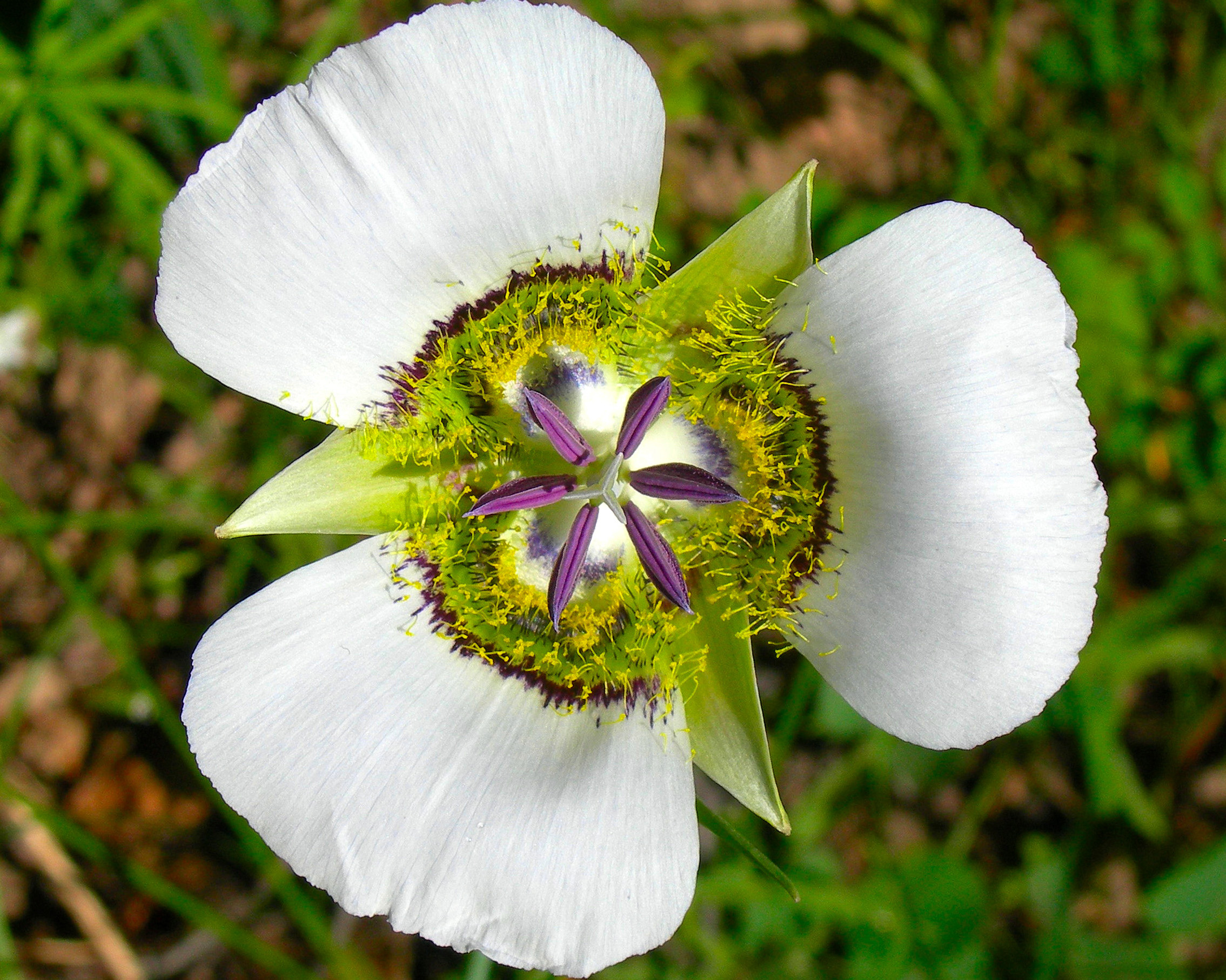 white flower with purple center