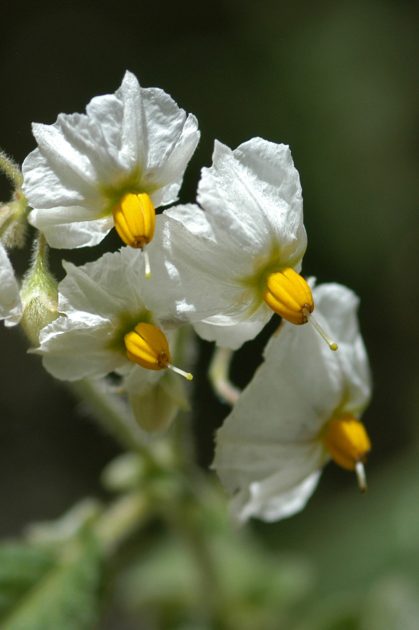 white and yellow flowers