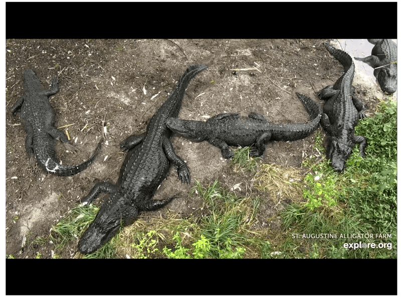 More Nature Cams You Need in Your Life - Cool Green Science