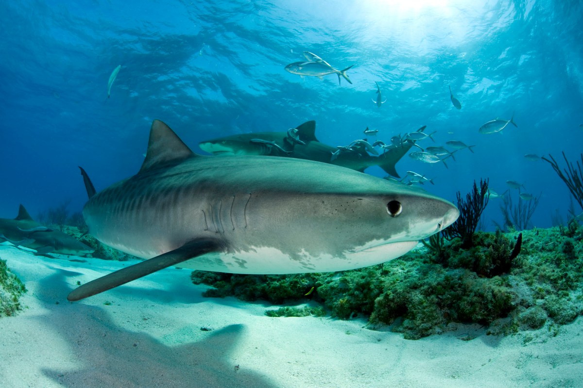 underwater image of shark with gray back and white belly