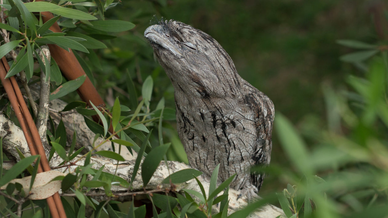 frogmouth mimicking tree