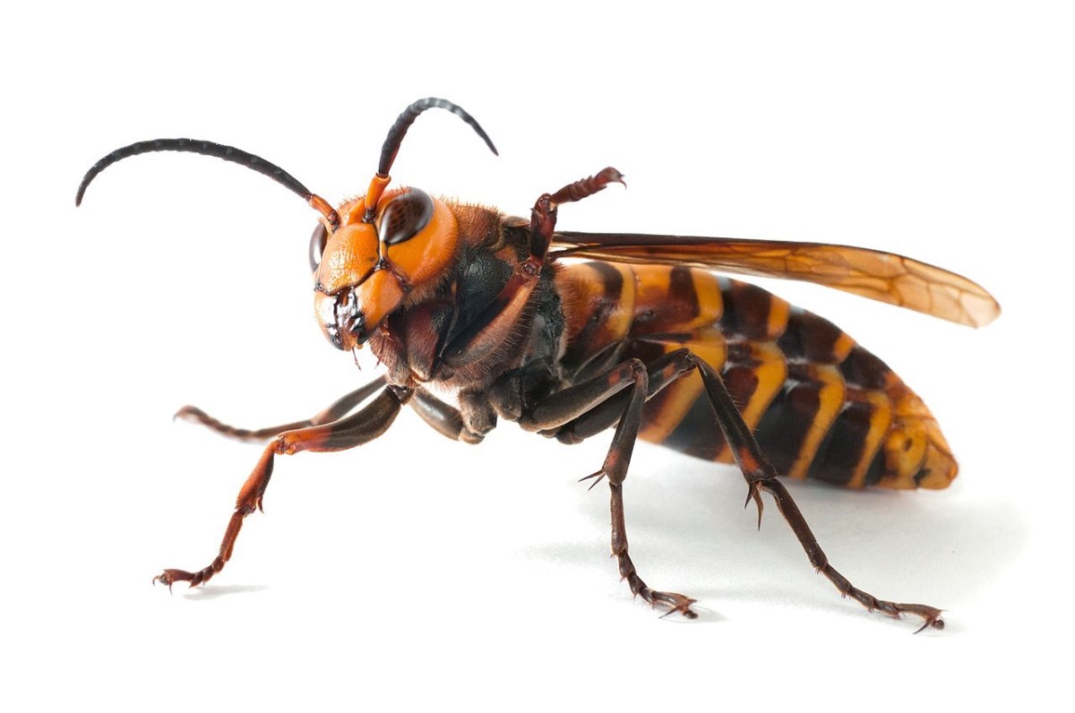 large orange and black hornet