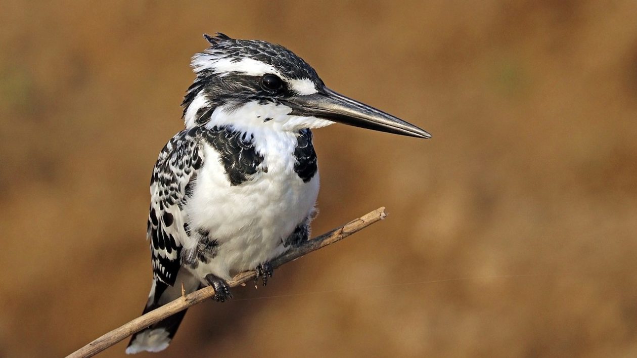 black and white kingfisher