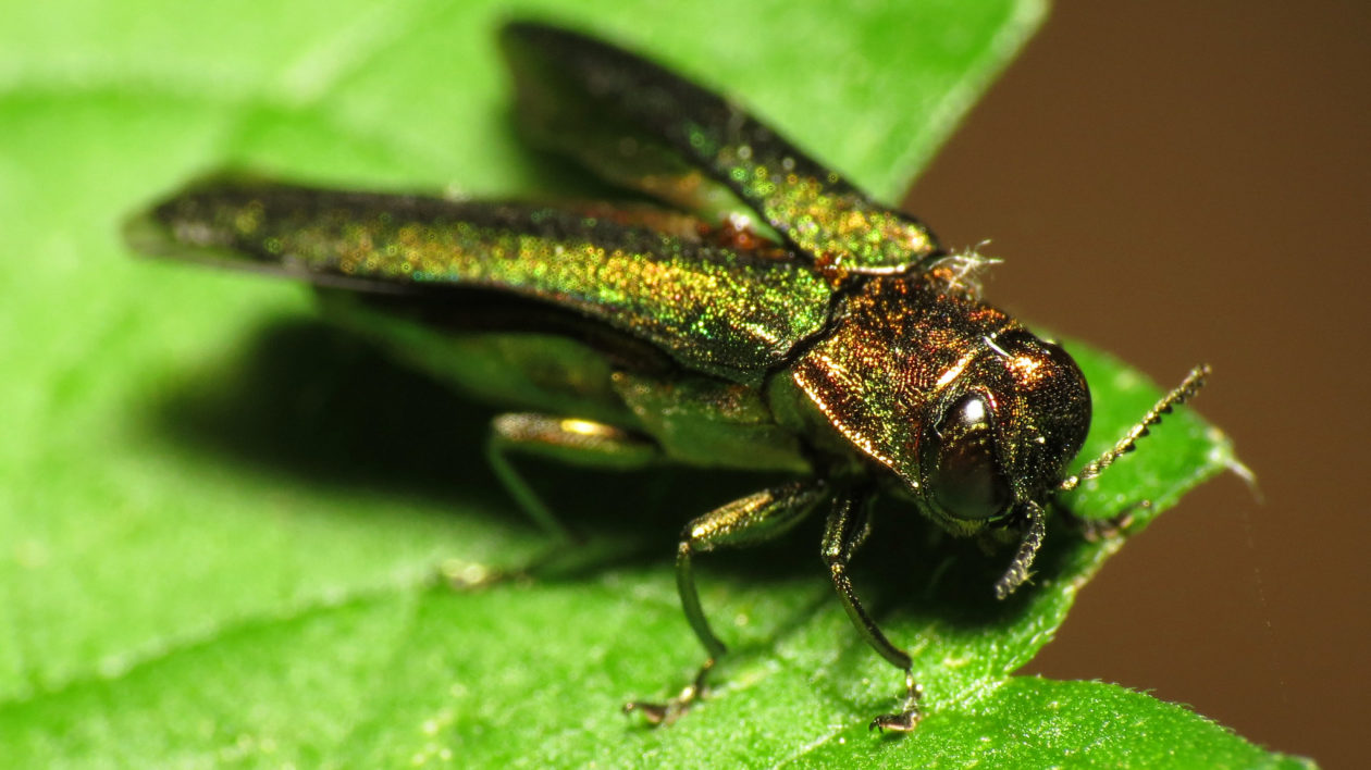 metallic green insect on a leaf