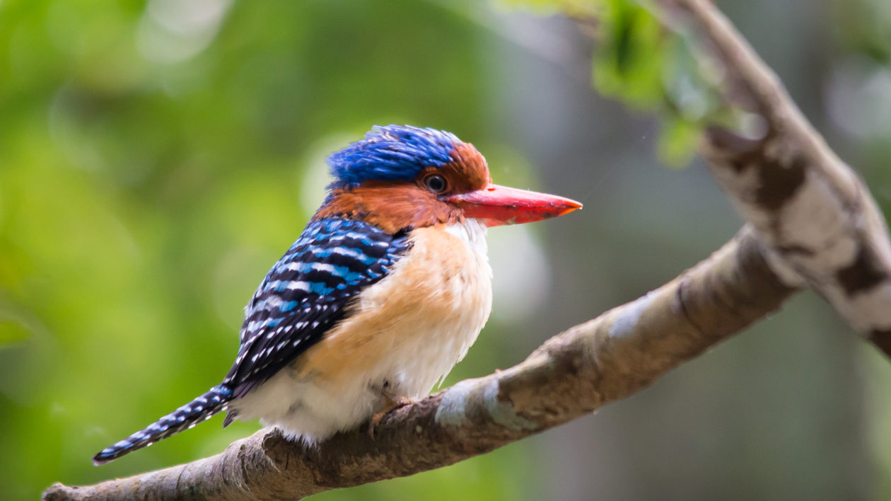 orange and blue kingfisher