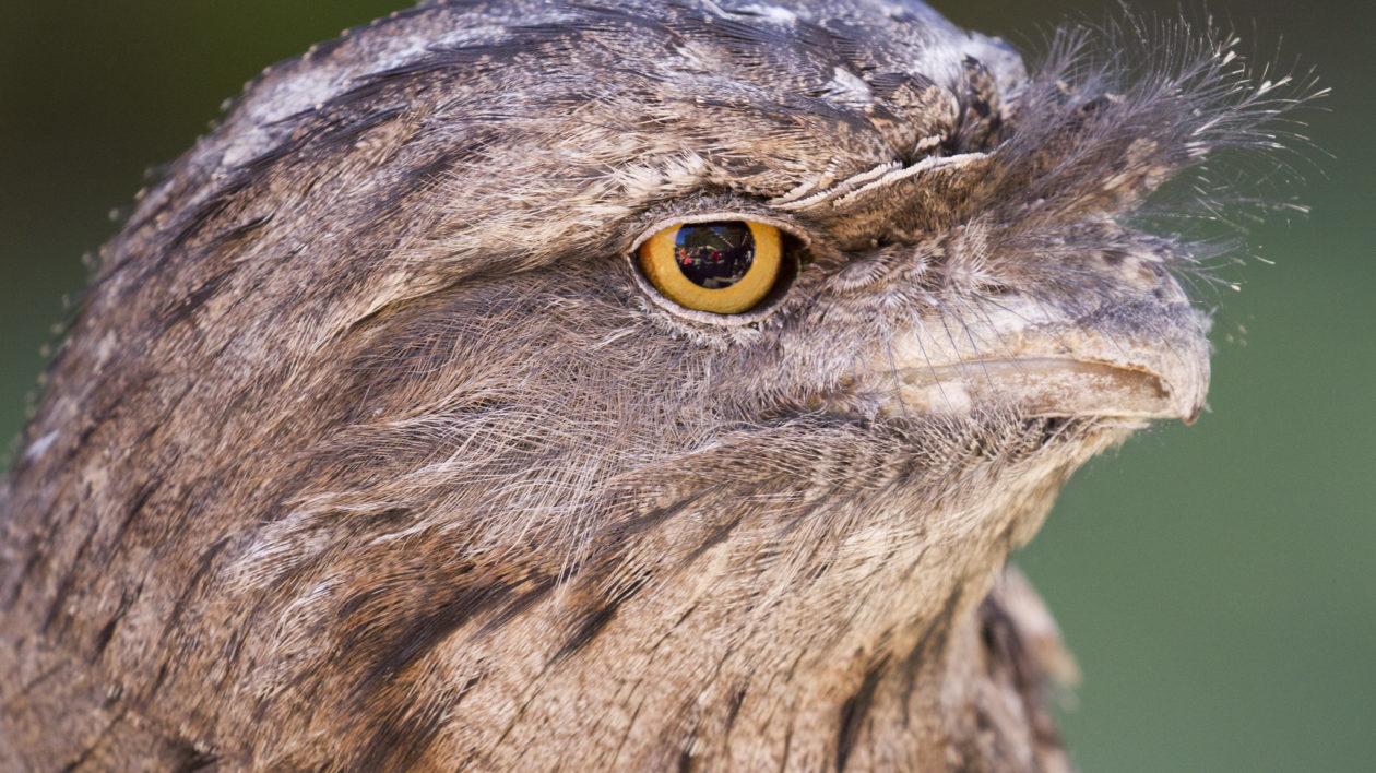 close up of frogmouth face