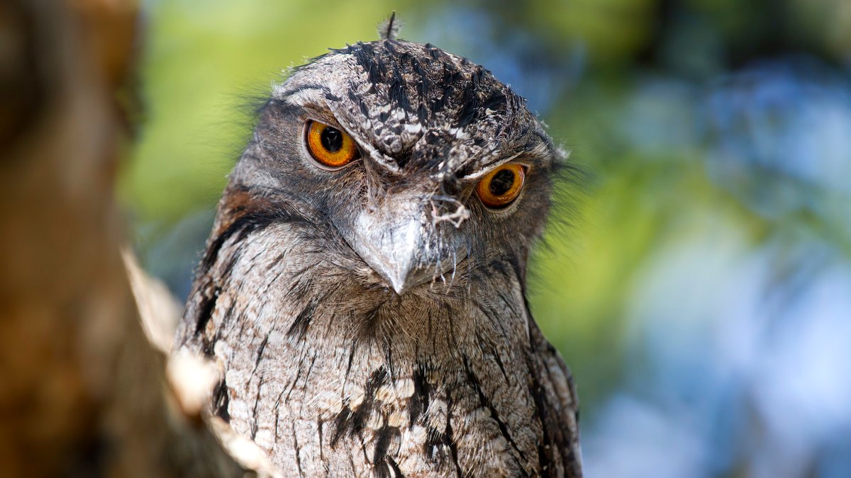 grey bird with orange eyes