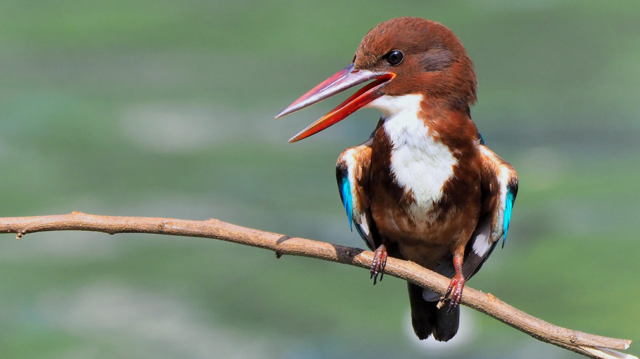 reddish kingfisher with white breast