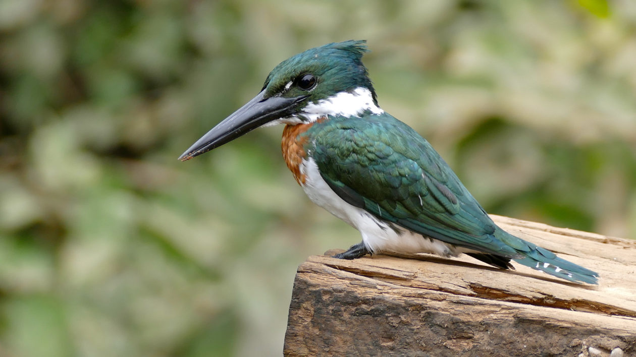 large green kingfisher with big bill
