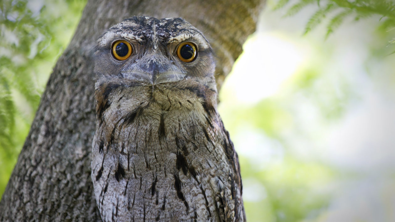 frogmout with wide eyes looking at camera