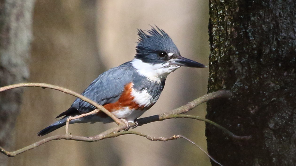 kingfisher on branch