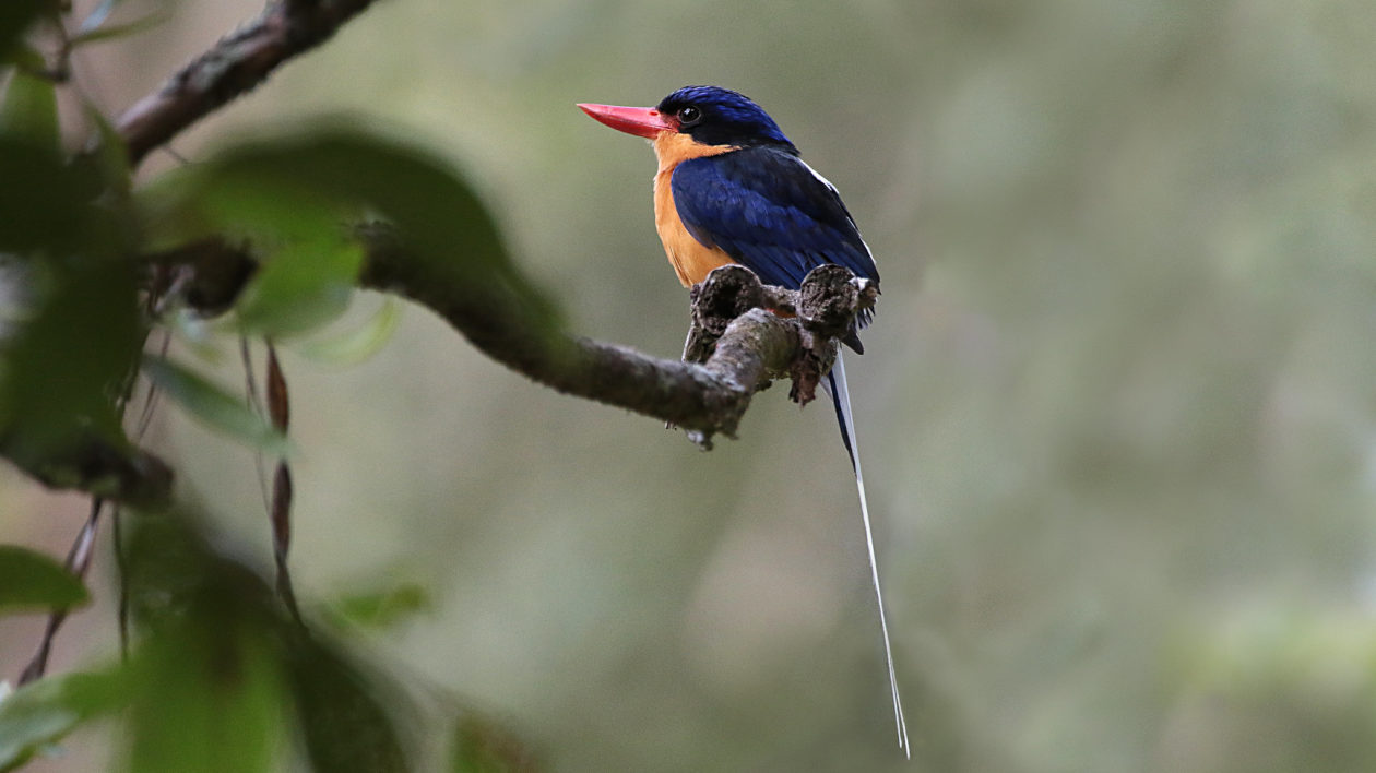 kingfisher with long white tail
