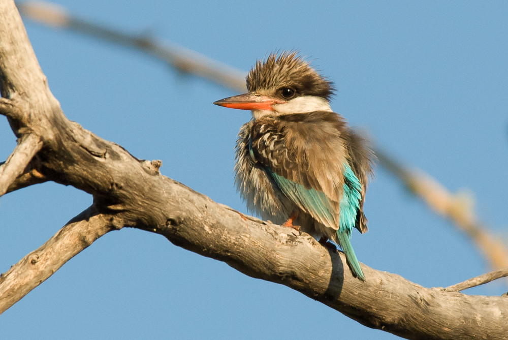 brownish kingfisher in tree