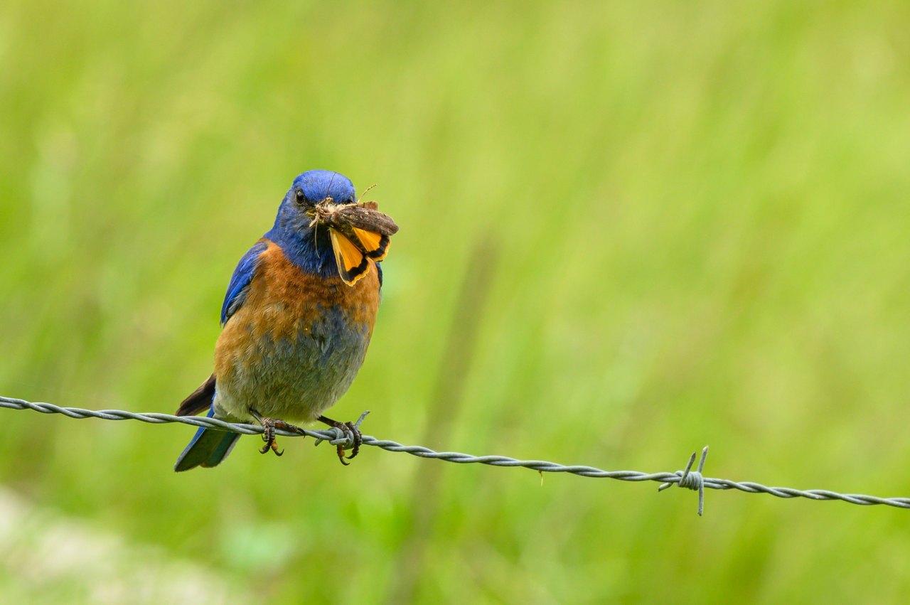 bluebird with insect
