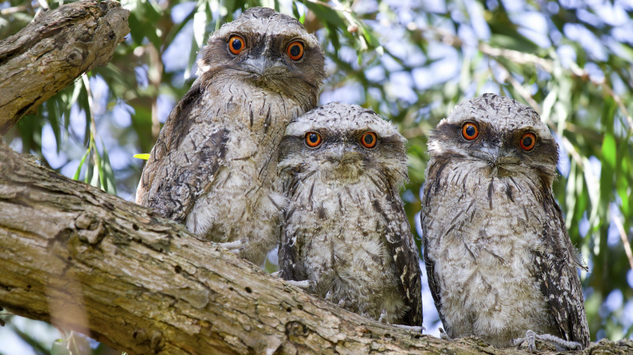 three frogmouth chicks