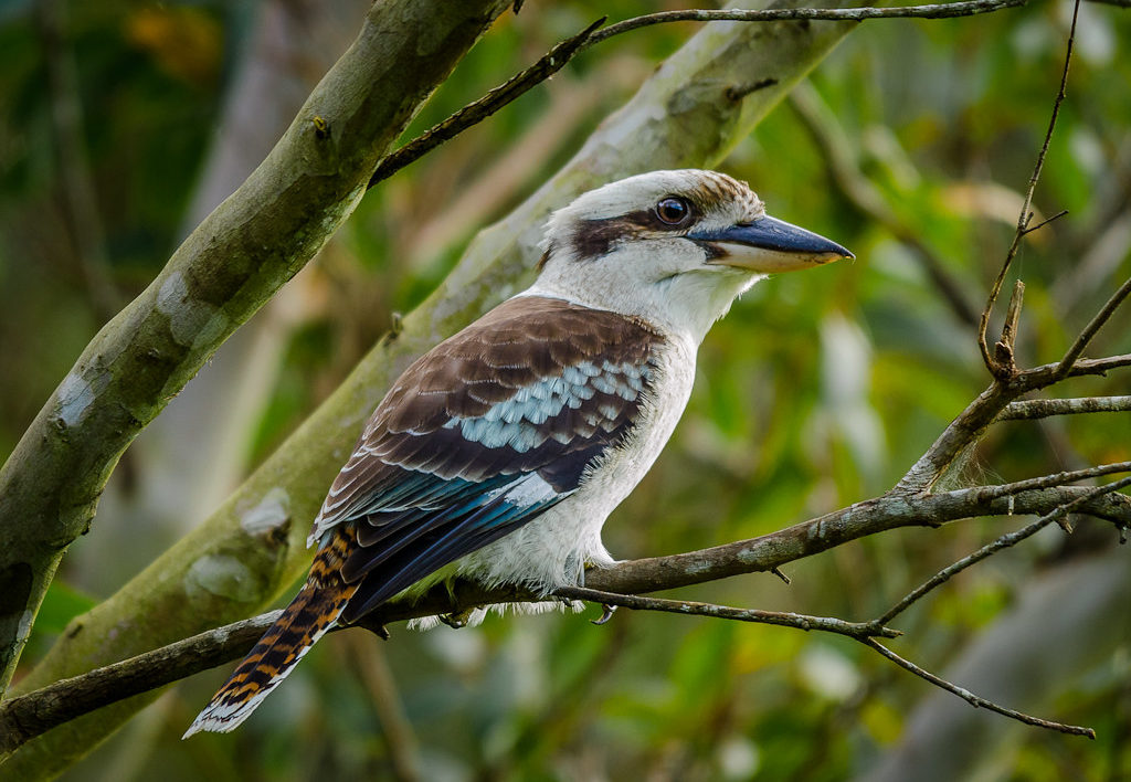 laughing kookaburra