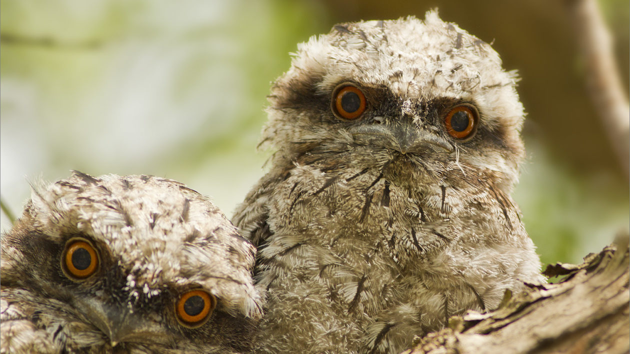 two baby frogmouth chicks