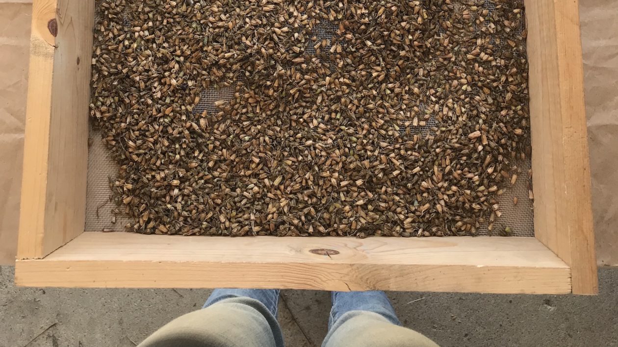 seeds in a tray