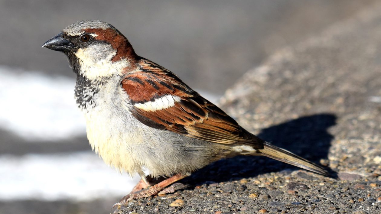 sparrow on ground