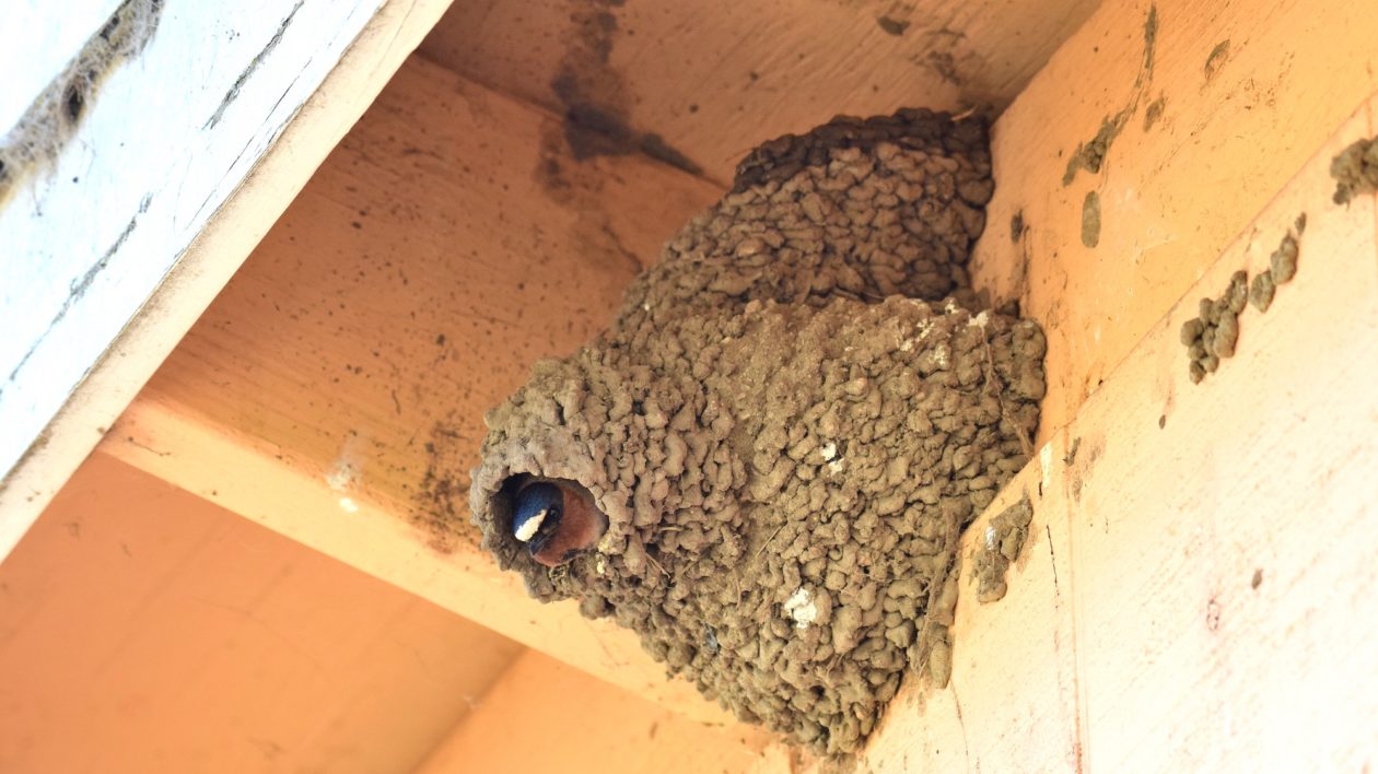 mud nest with swallow