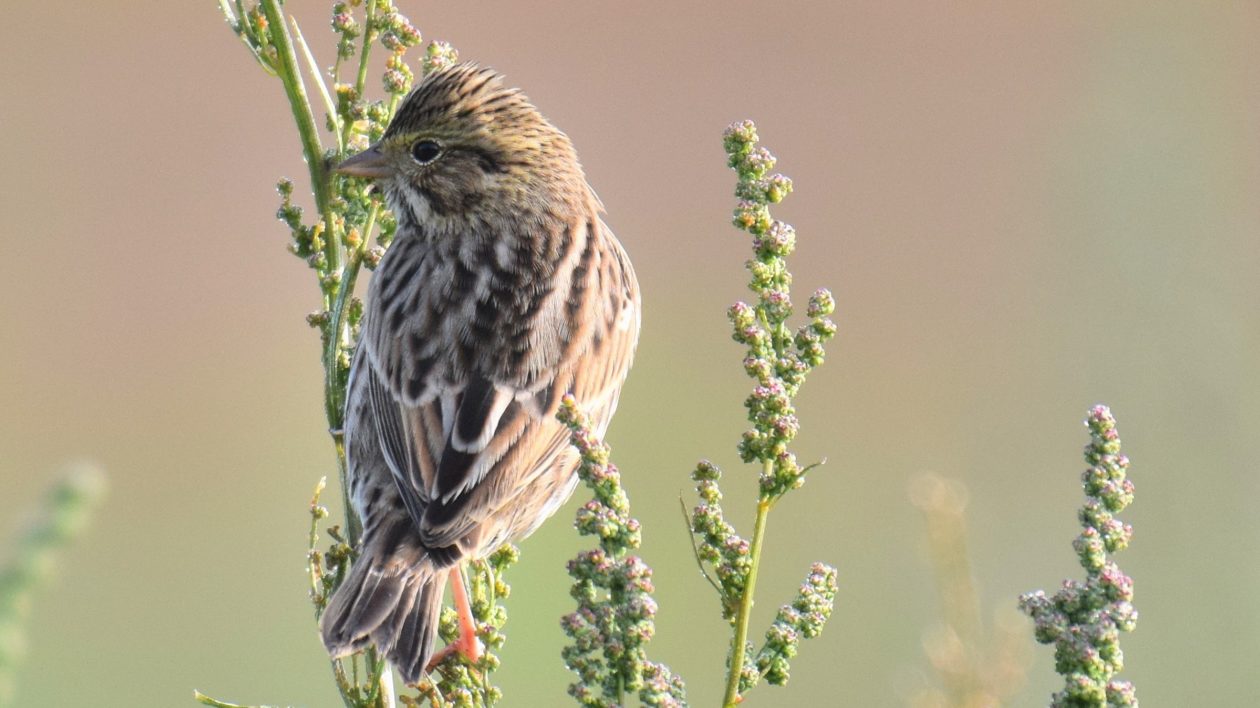 small brown bird perched on flowers