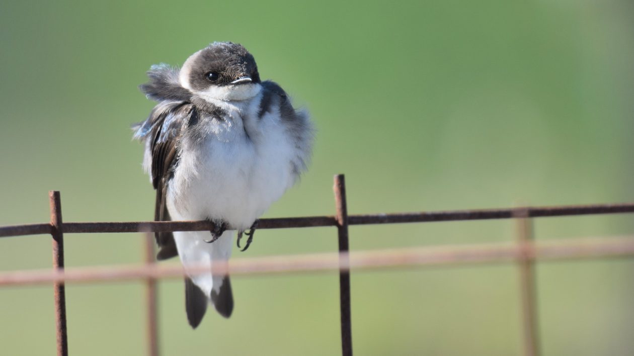 young bird perched on wire
