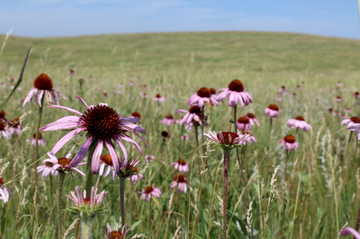 purple flowers in field
