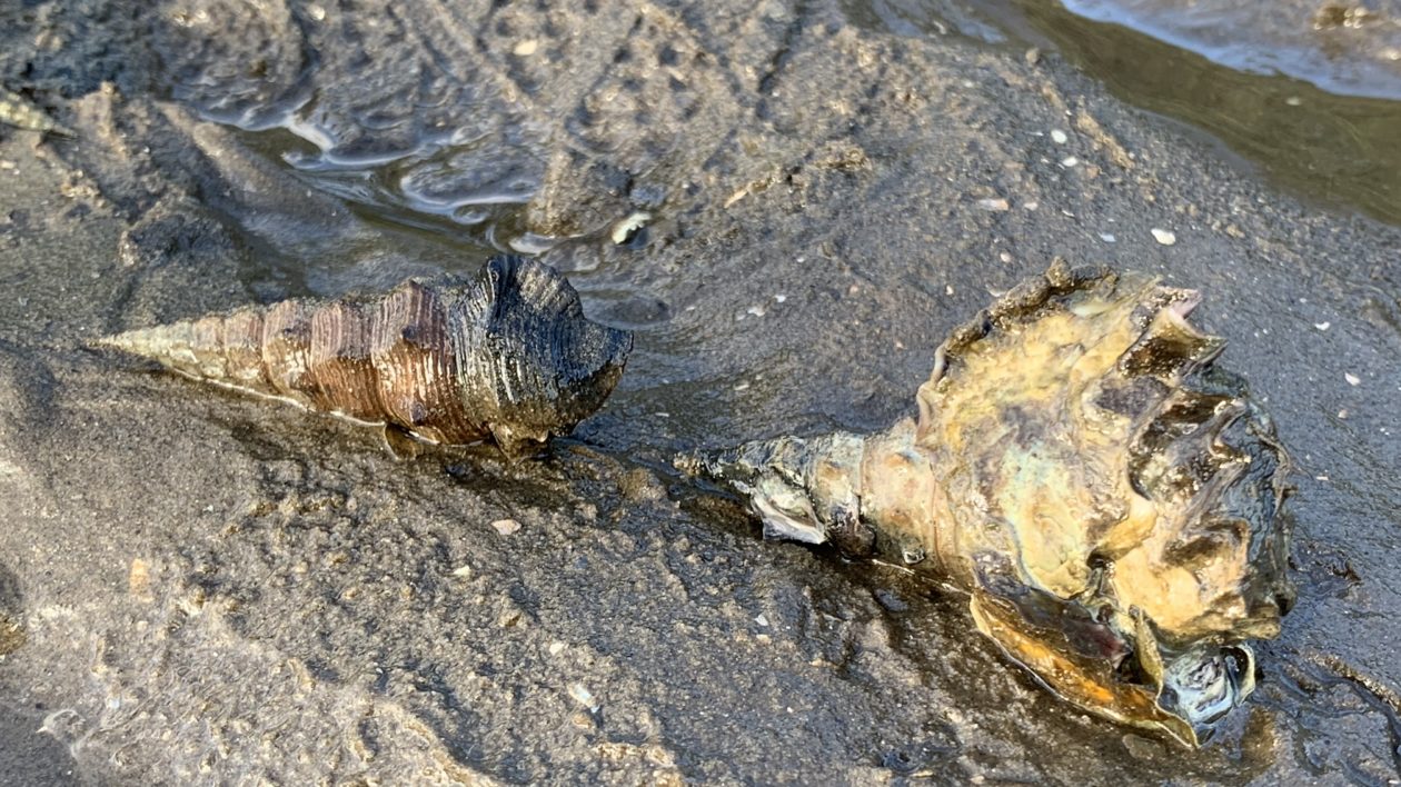 two whelks in the mud