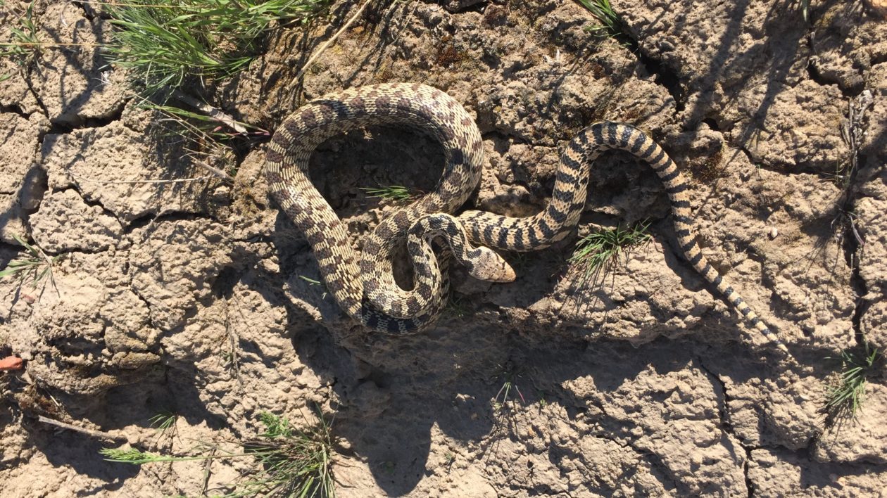 a gopher snake on the ground