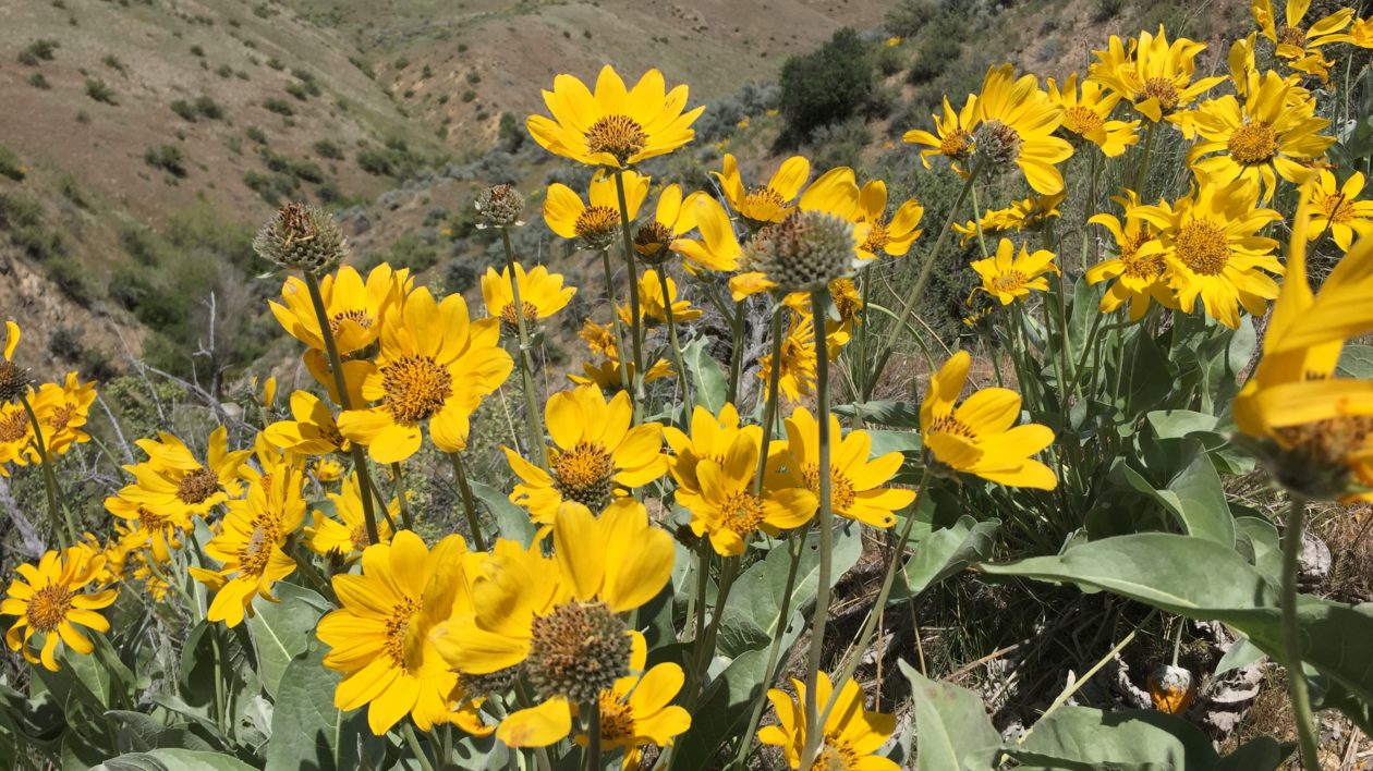 yellow flowers with mountains in the background