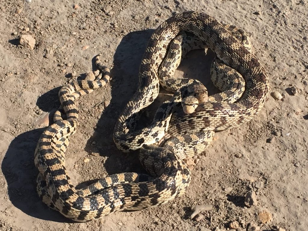 two snakes twisted up on ground