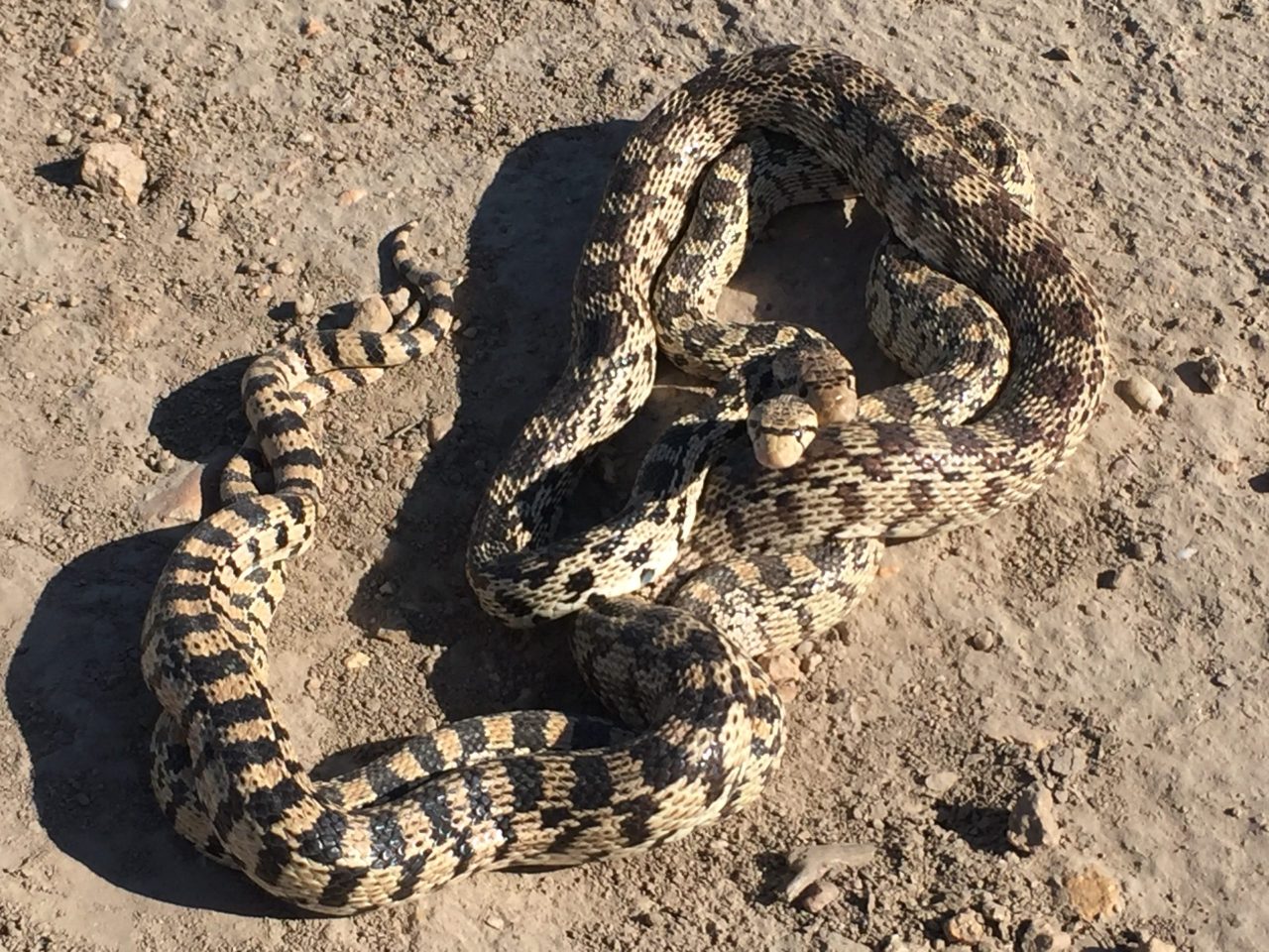 two snakes twisted up on ground
