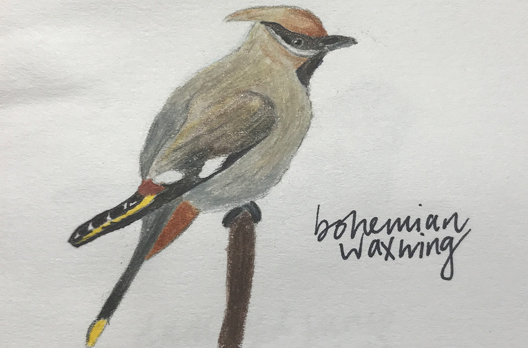 illustration from a nature journal of a cedar waxwing