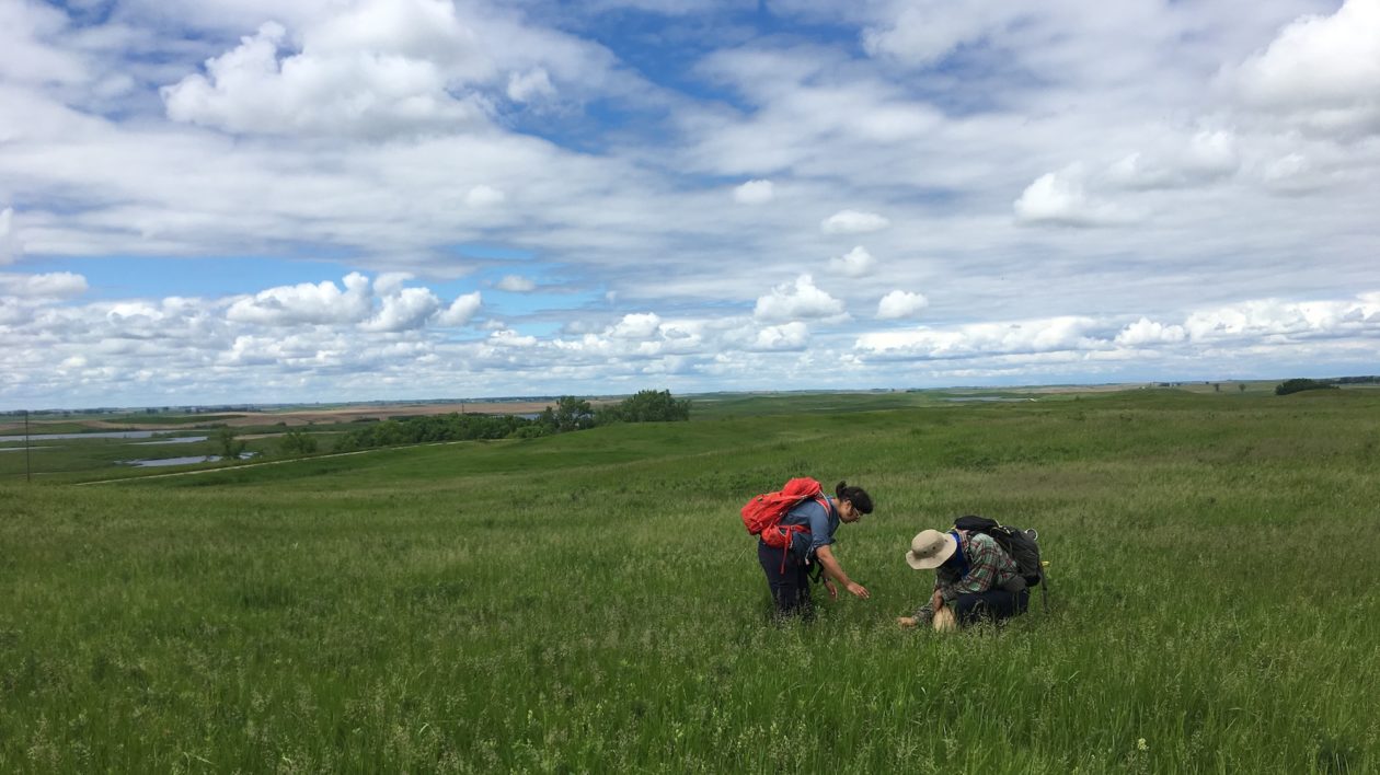 two people looking at plants in a field