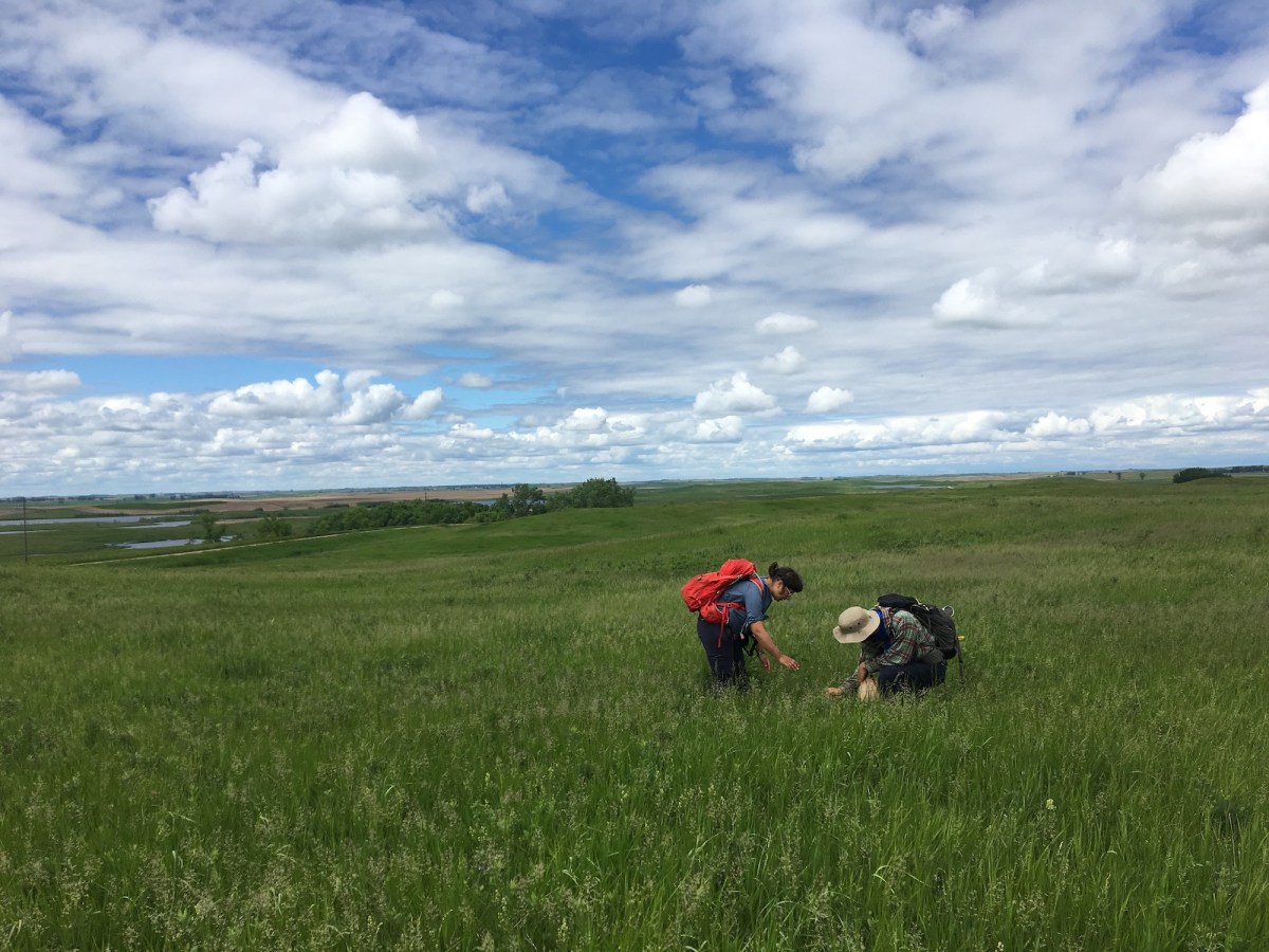two people looking at plants in a field