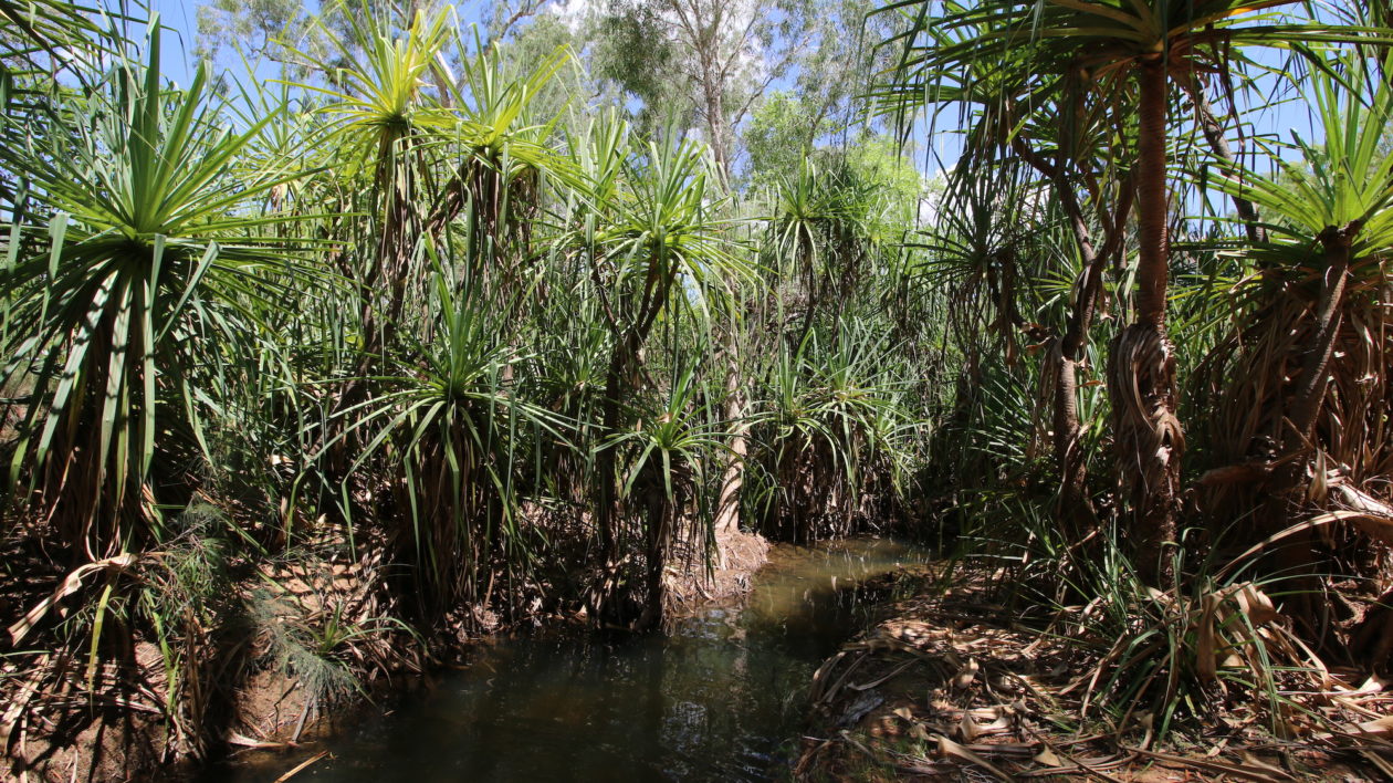 spring with pandanus