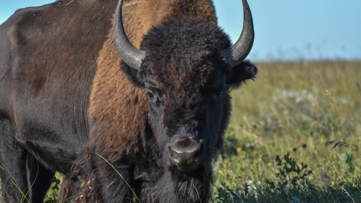 bison