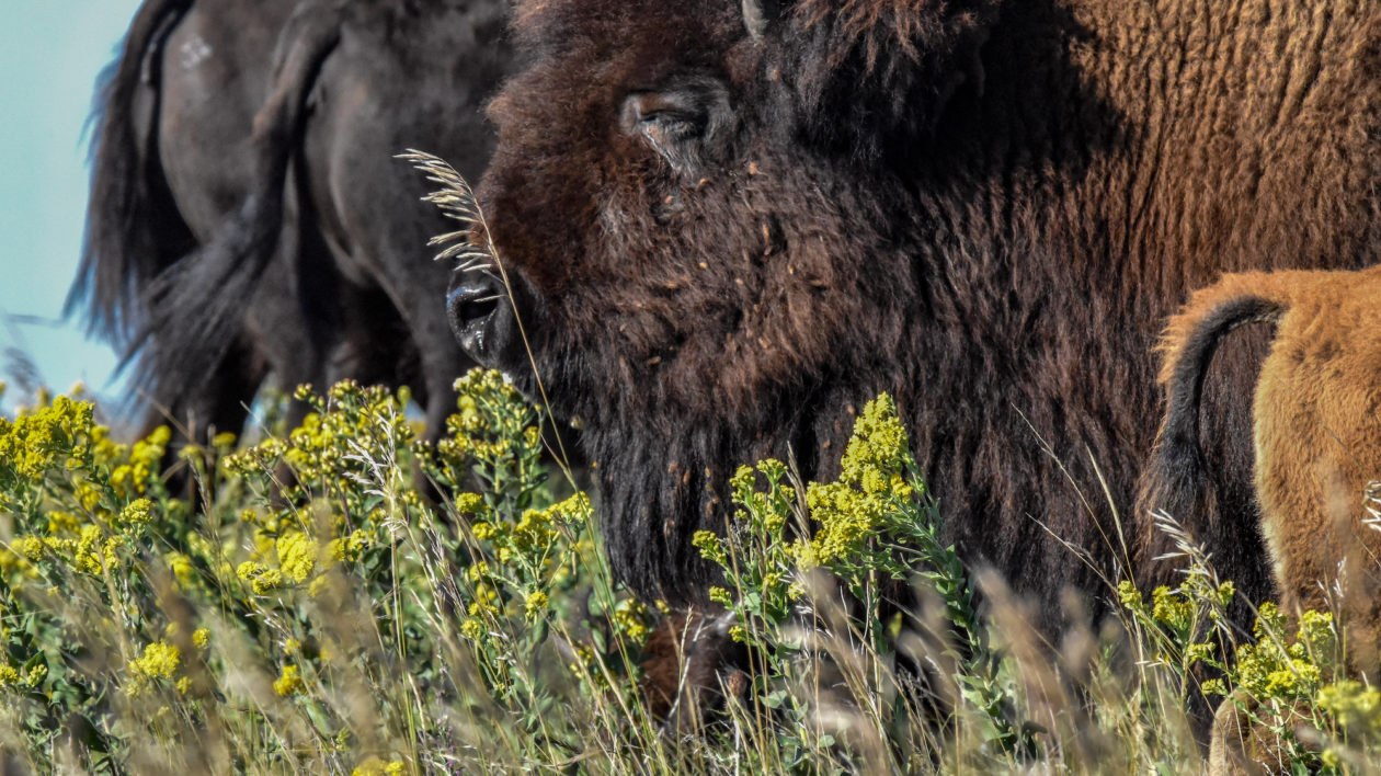 bison and flowers