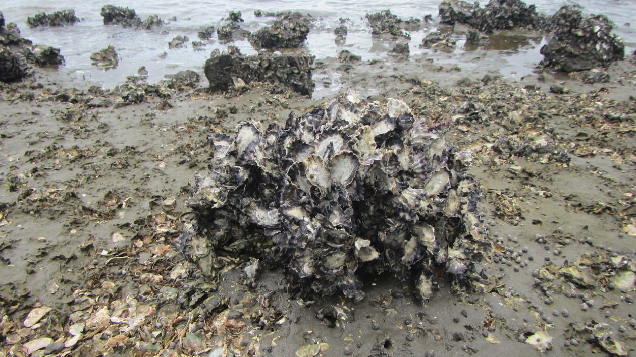 round clump of oysters
