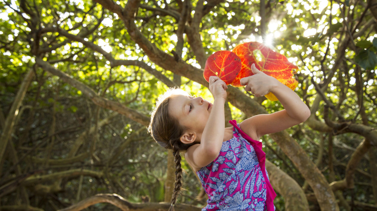 A young girl holds up sea grape leaves