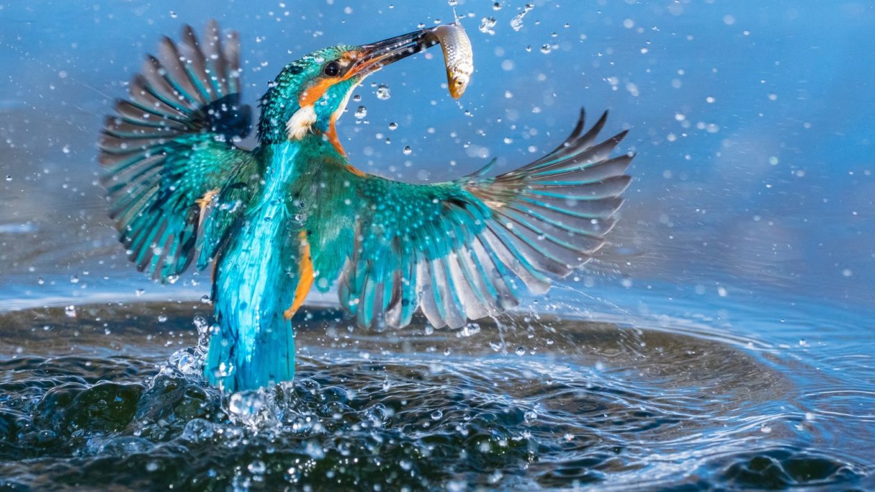 100 Burung dengan Warna Tercantik di Dunia - Common Kingfisher