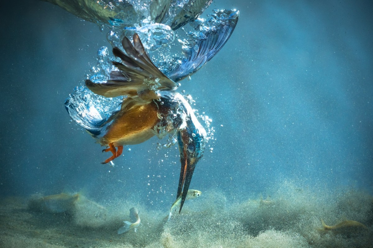 kingfisher underwater