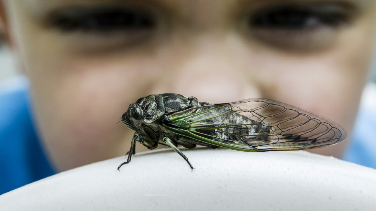 Boy inspecting a cicada.