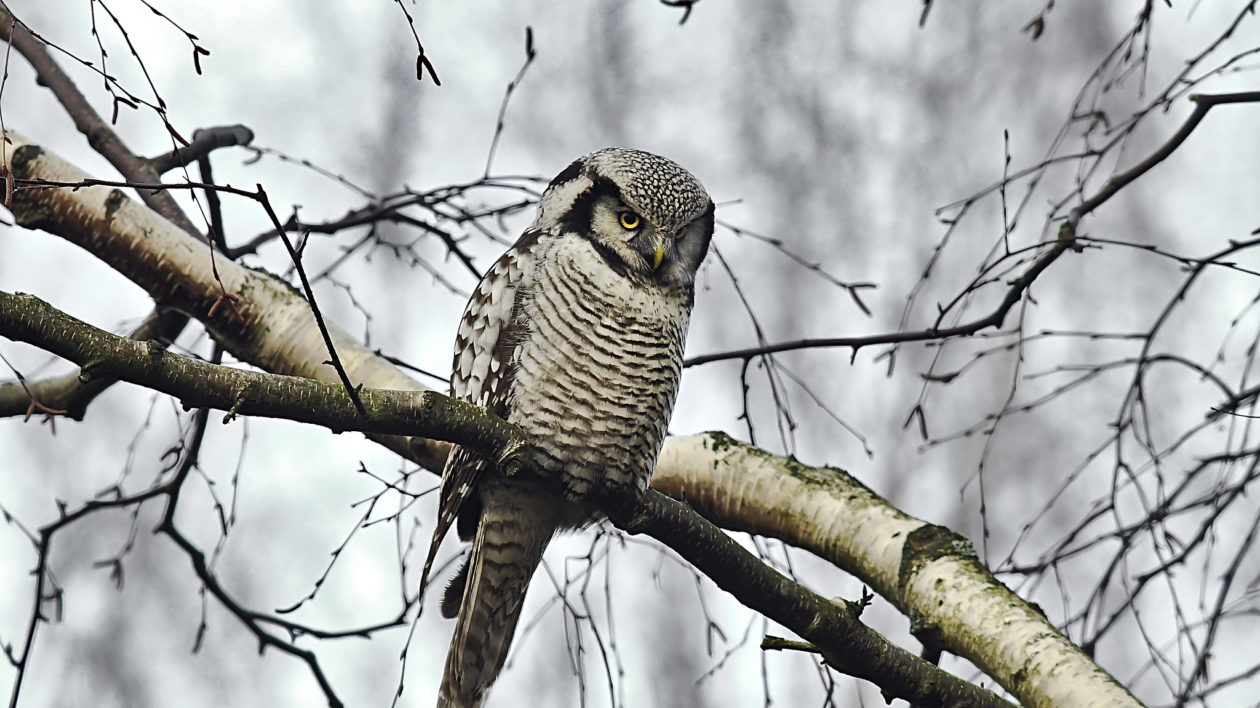 small grey owl in snowy tree