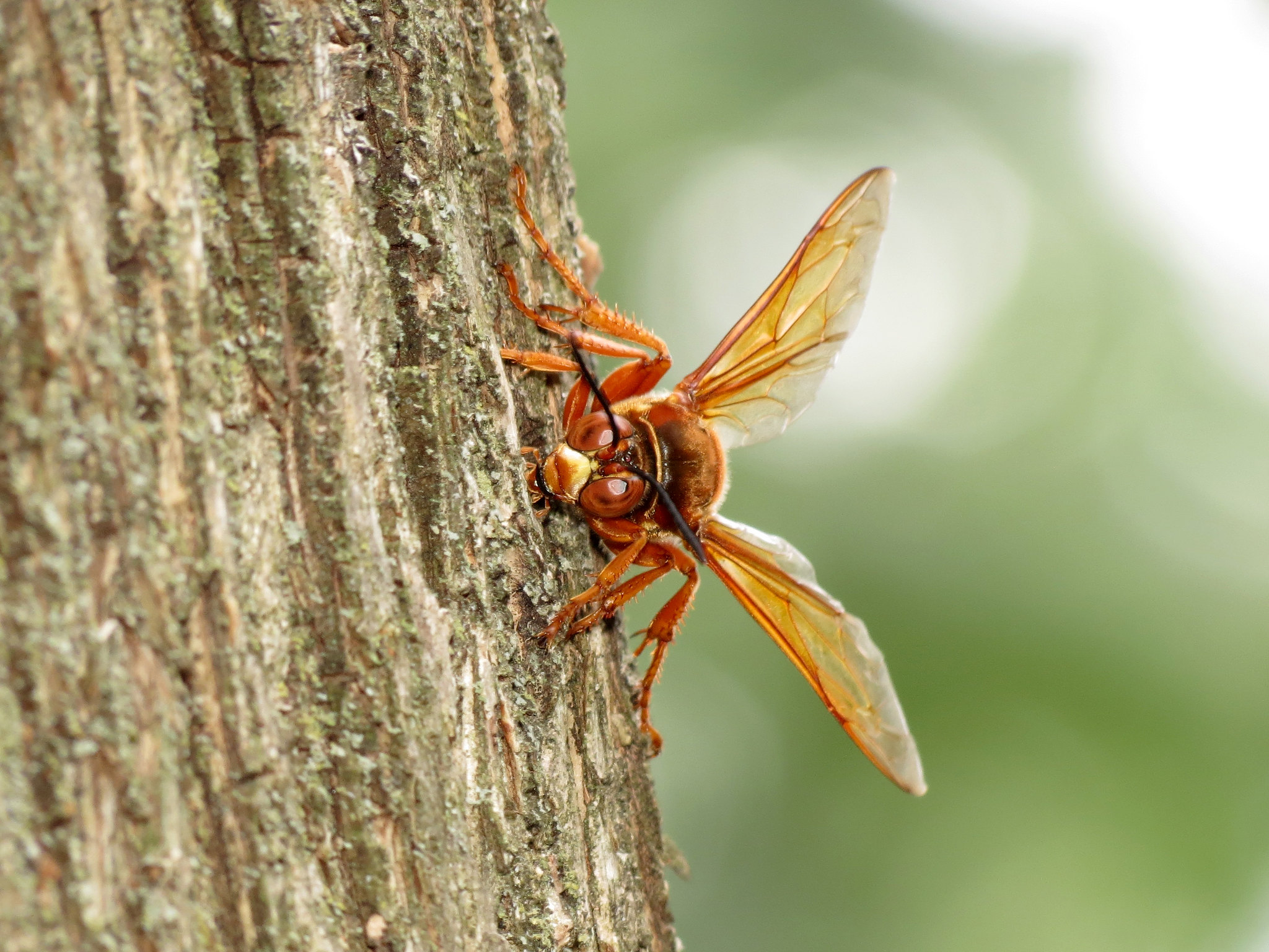 Sphecius speciosus, the cicada killer, feeding on tree sap.