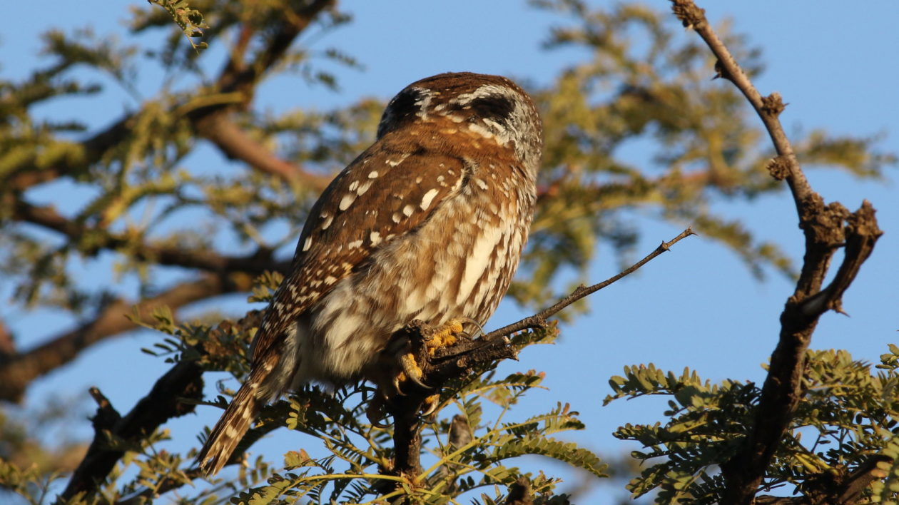 small owl in tree with dark marks on head