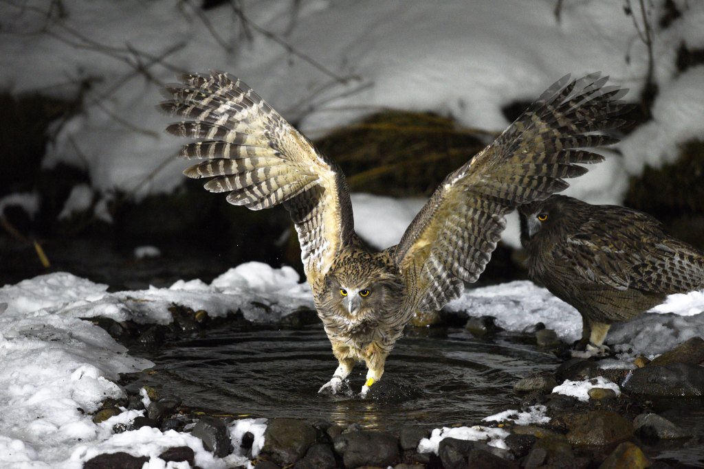 big owl landing on snowy pond