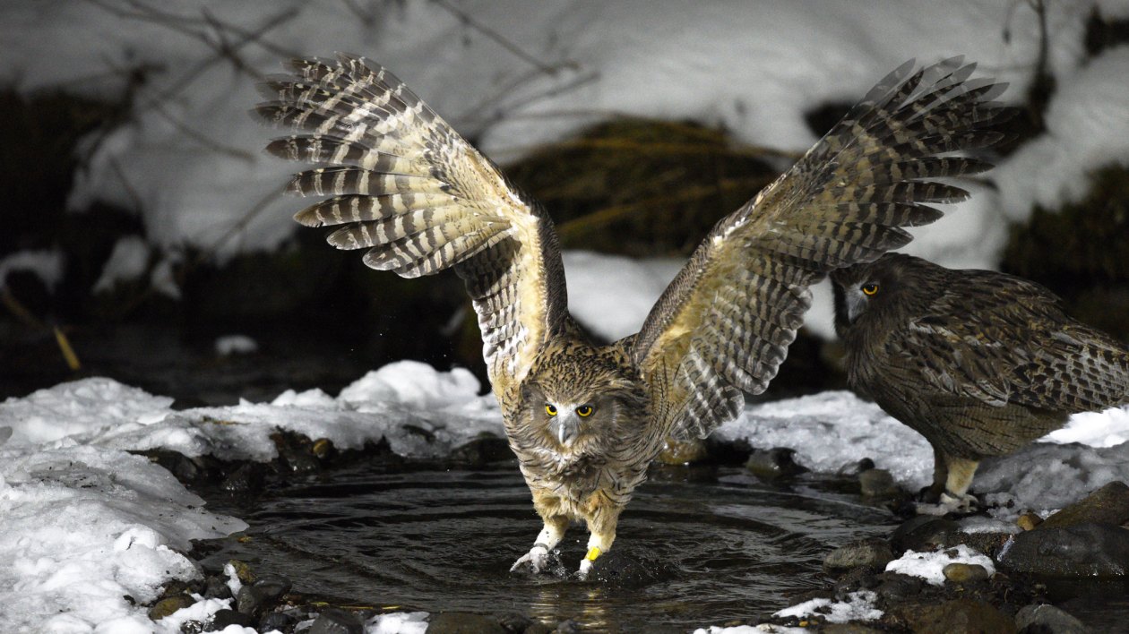 big owl landing on snowy pond